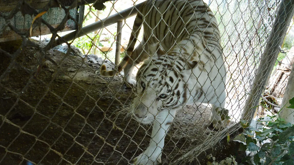 El Zoológico de Chihuahua se ubica en el Km. 27 de la carretera Chihuahua-Aldama